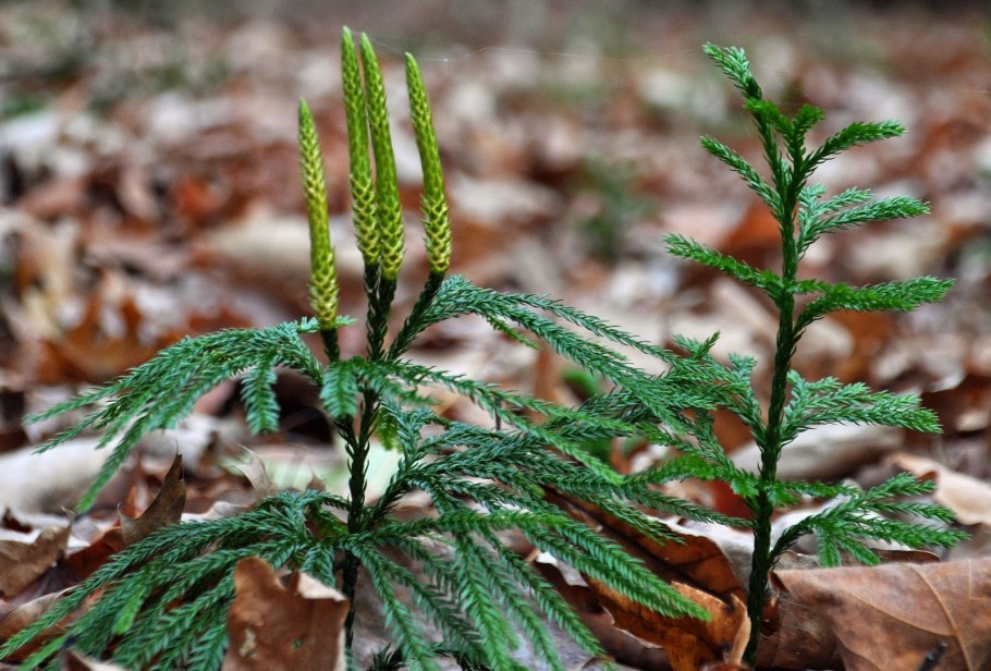 Плаун тусклый
