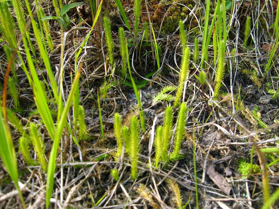 Плаун булавовидный (Lycopodium clavatum)