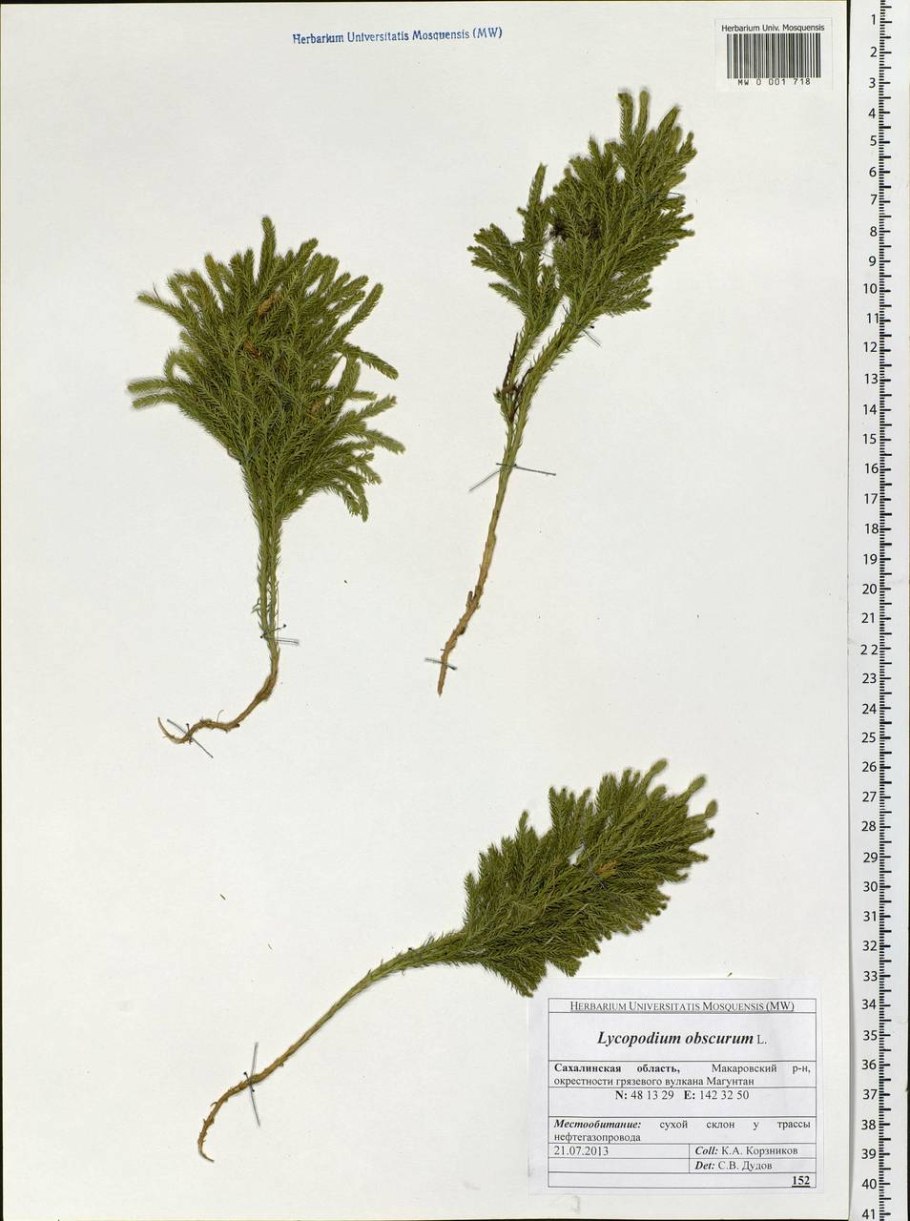 Мох Восточный Калимантан