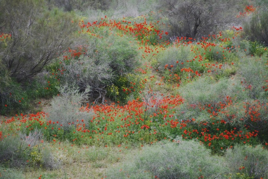 Бадхызский заповедник Туркмения