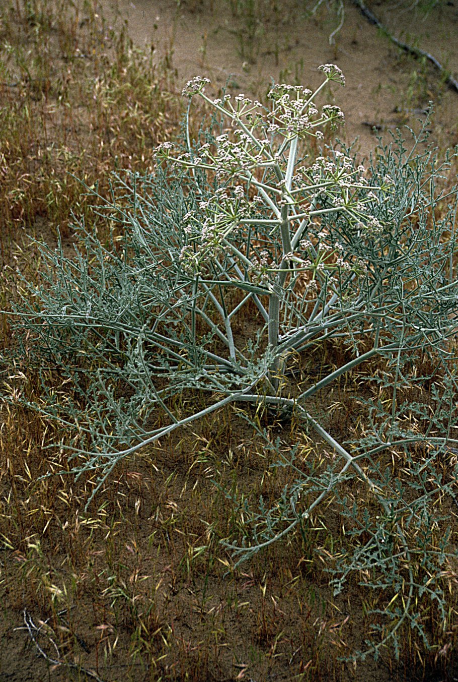 Гармалы Туркменистан