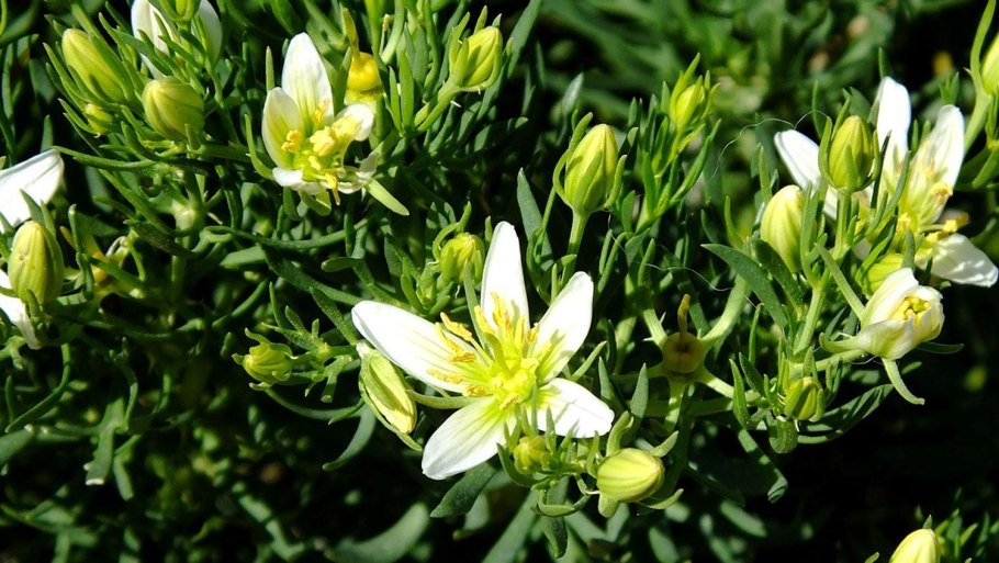 Пустыня Анза Боррего Калифорния