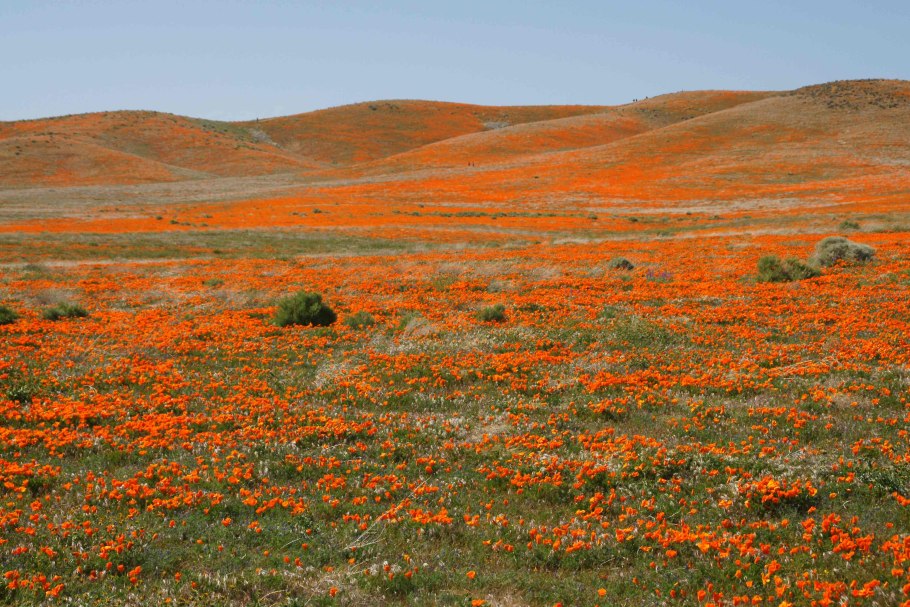 Долина маков Долина антилоп Аризона Мохаве