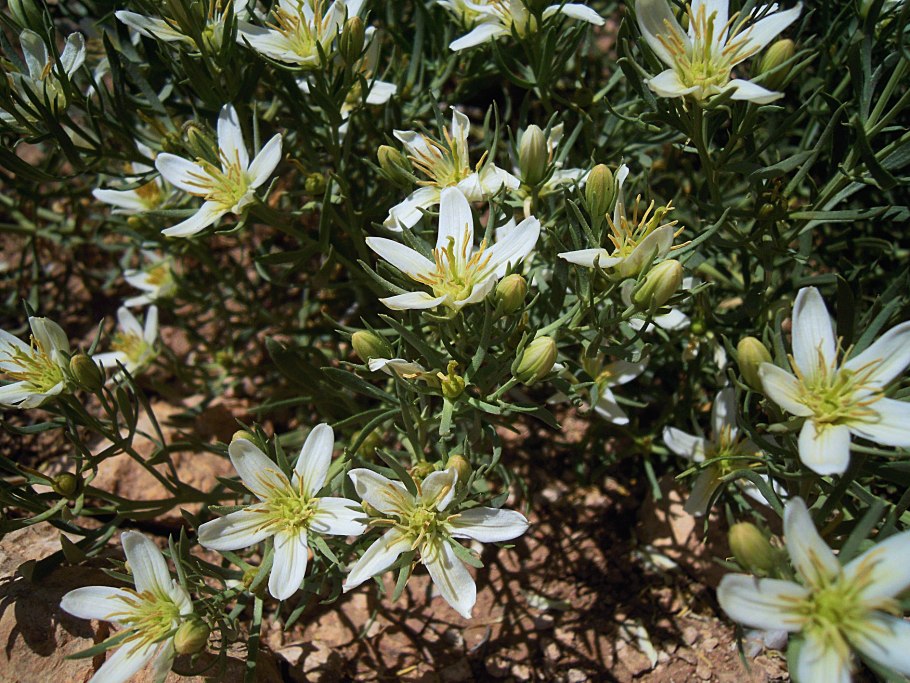 Маковые поля в Туркменистане