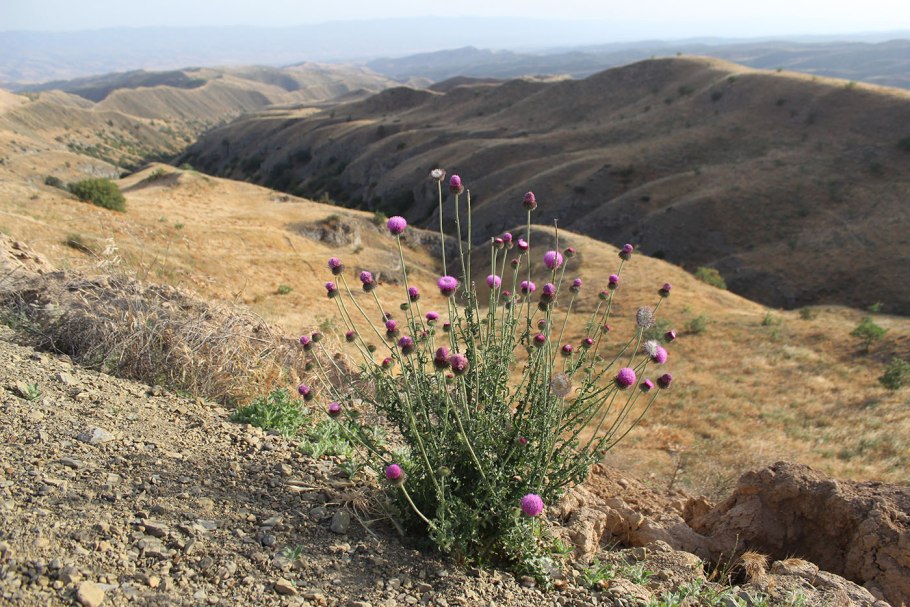 Саксетания копетдагская