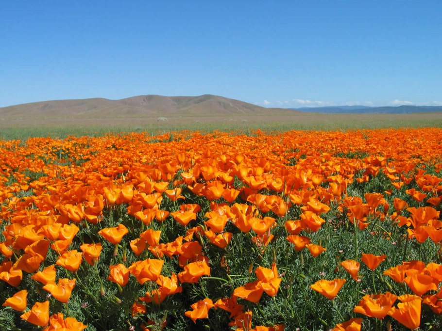 Колючелистник метельчатый