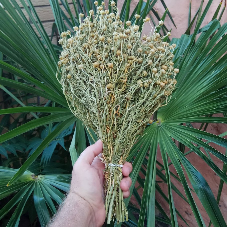 Намакваленд сад в африканской пустыне