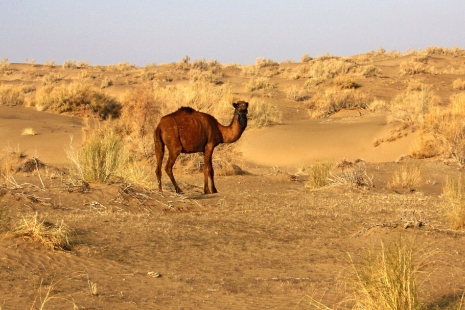 Туркмения пустыня Каракум