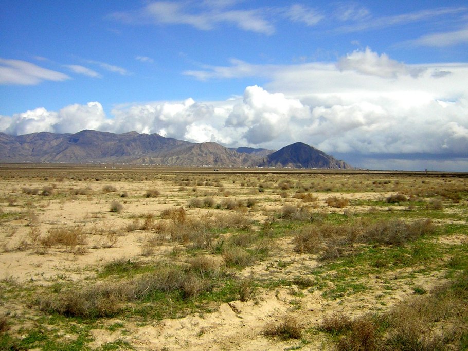 Ферула джунгарская