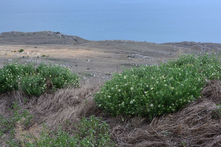 Юзарлик трава в Туркмении