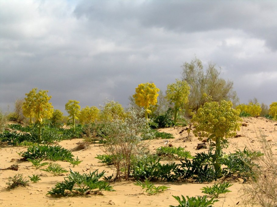 Пустыня Кызылкум весной