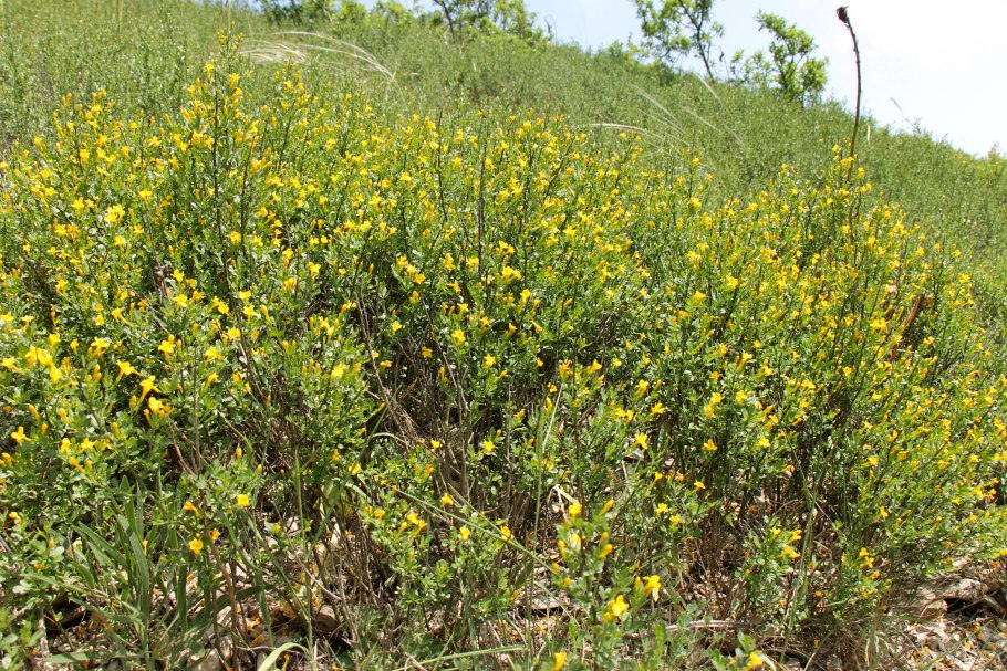Лекарственные растения Туркменистана гармала