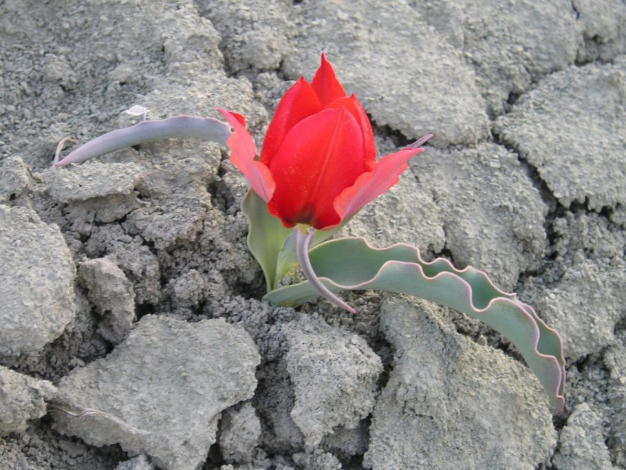 Алые маки Иссык-куля