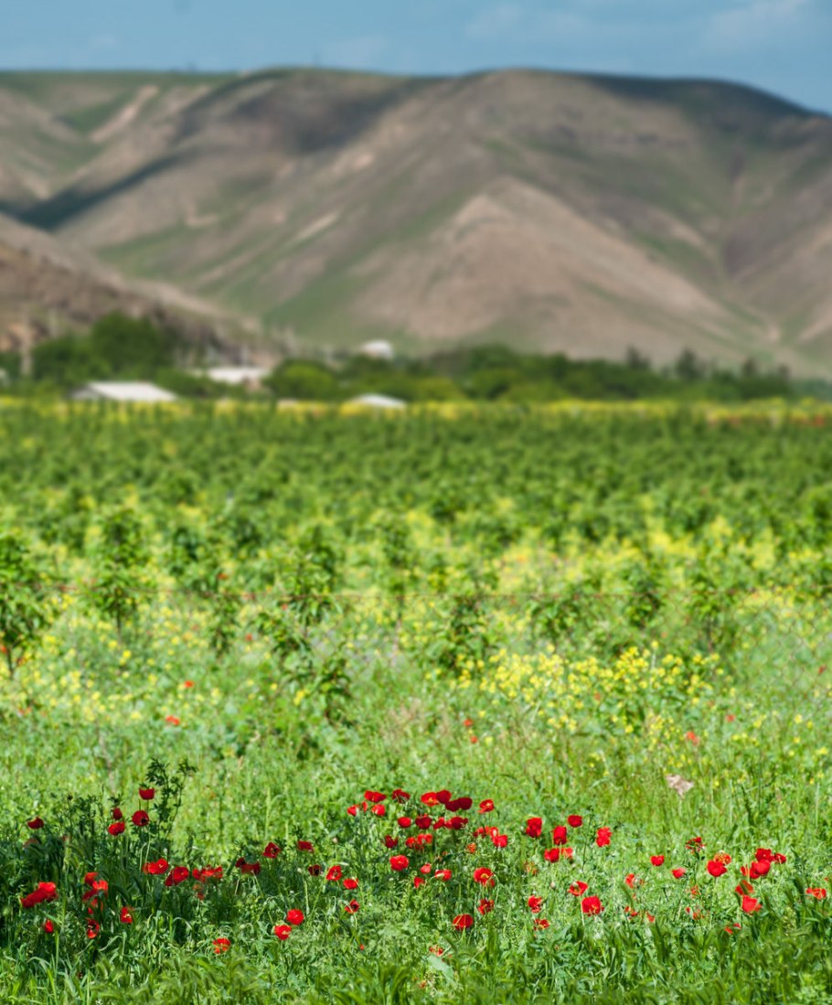 Лолазор Узбекистан