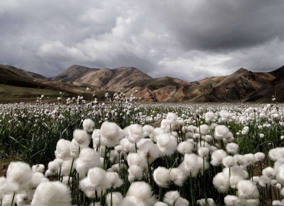Поля хлопка в Узбекистане