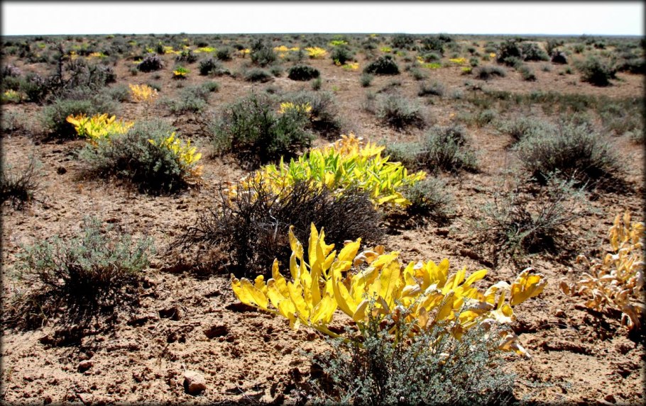 Весна в Туркменистане