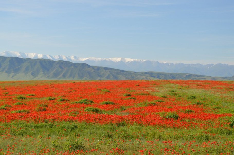 Маковые поля Чуйская Долина