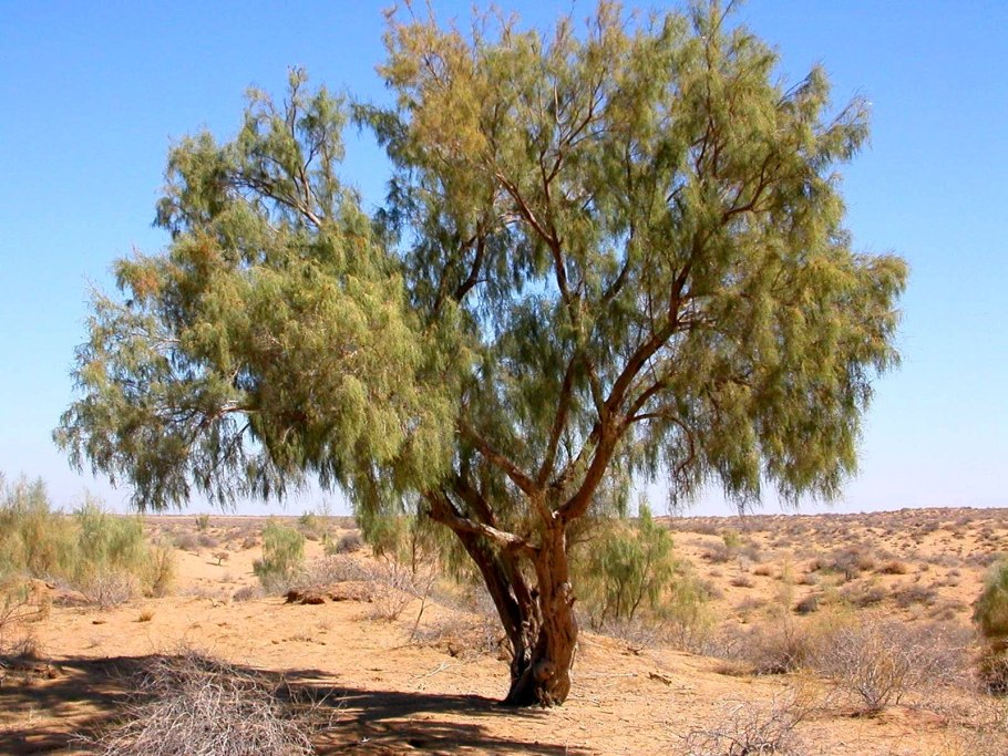 Haloxylon ammodendron