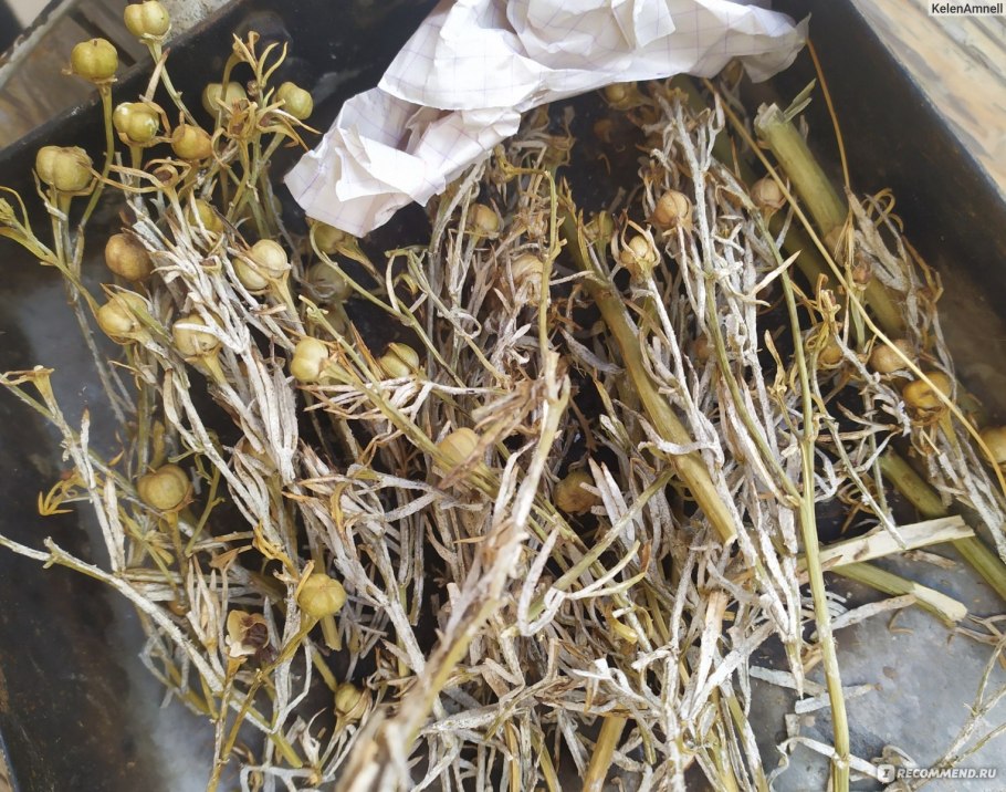 Саксаул Зайсанский