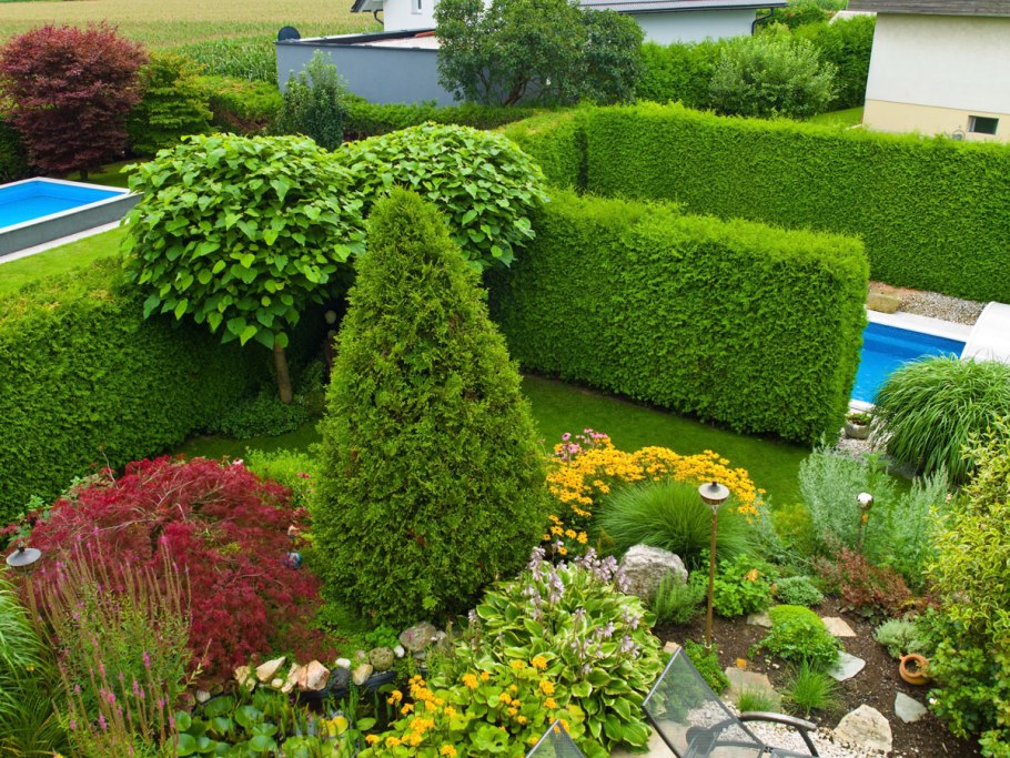 Вечно зеленные растения