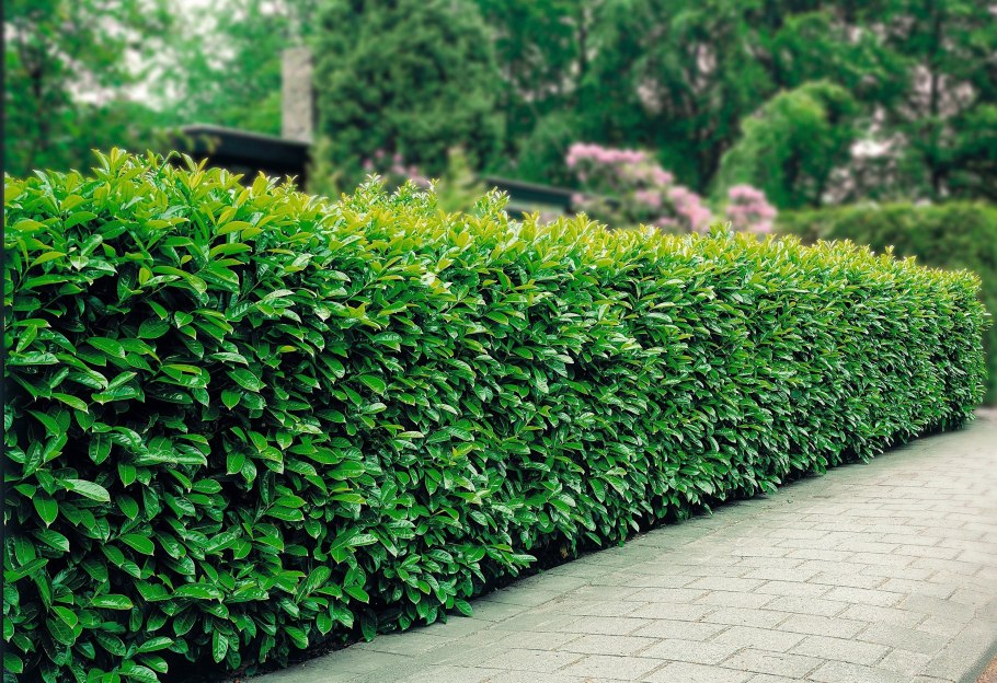Buxus sempervirens самшит
