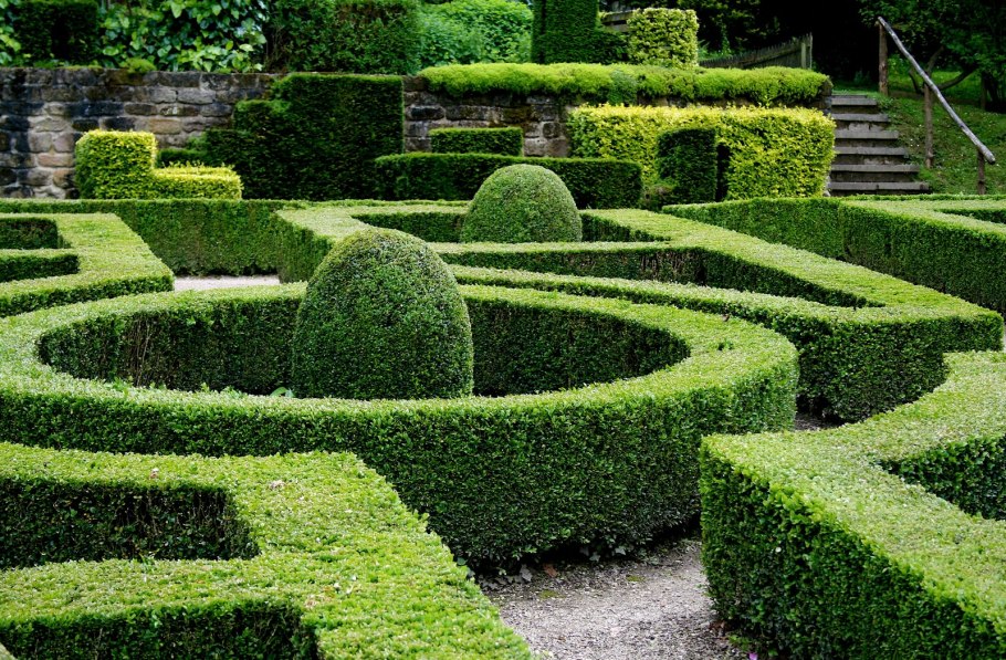 Buxus sempervirens самшит