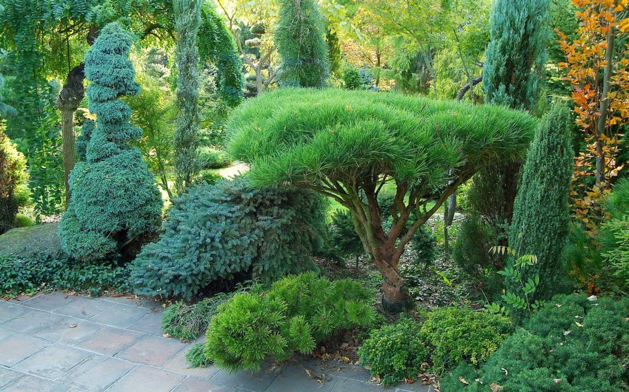 Buxus sempervirens самшит