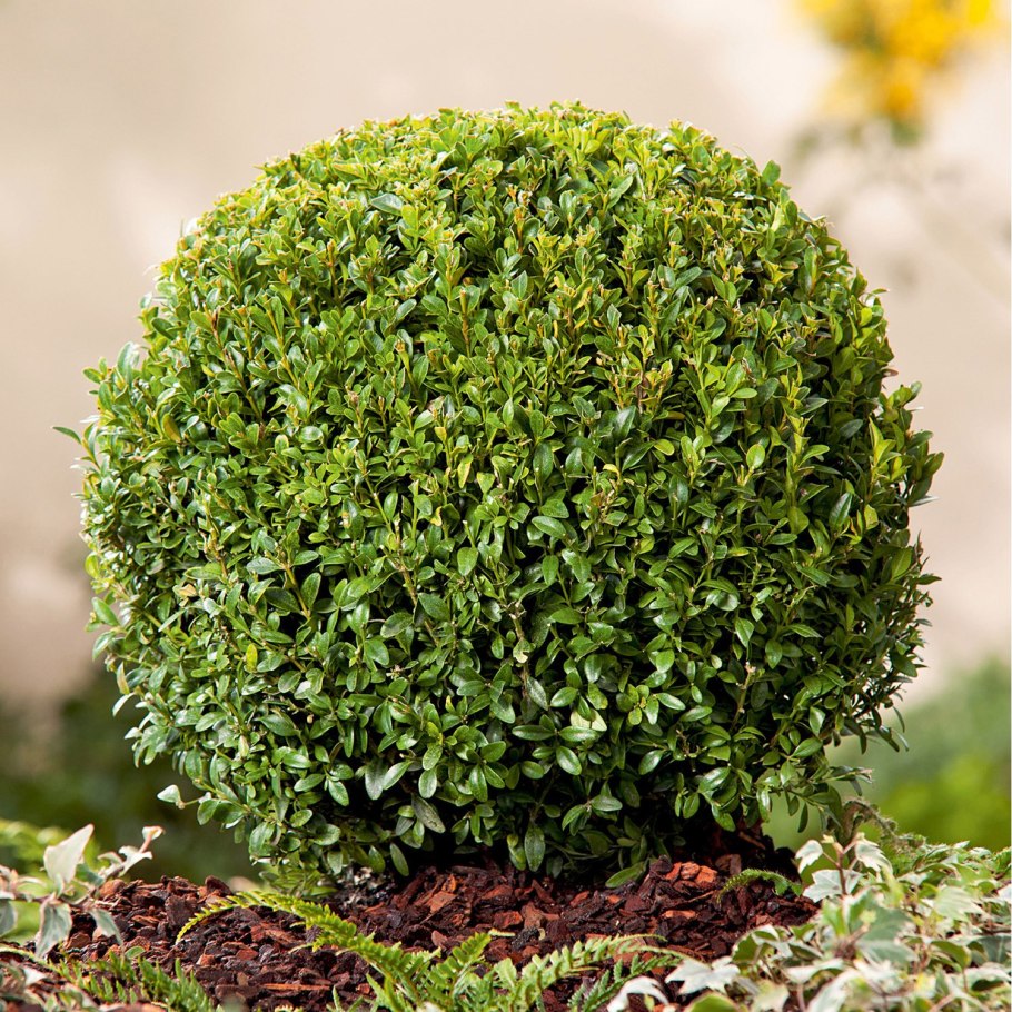 Самшит вечнозеленый Buxus sempervirens