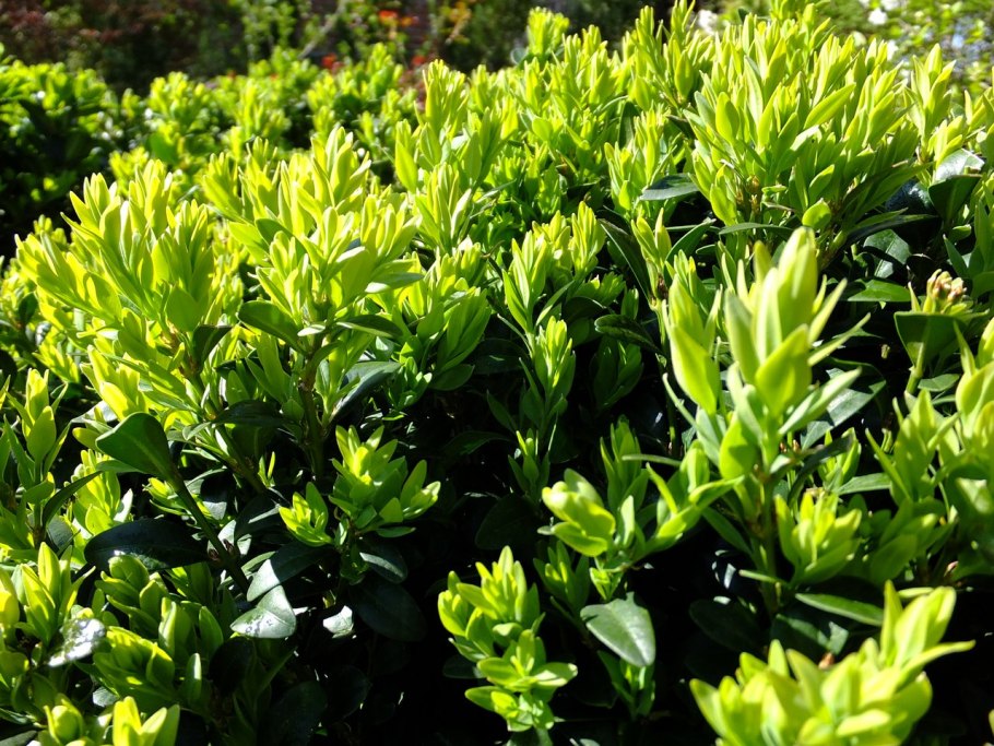 Самшит вечнозеленый (Buxus sempervirens p9)