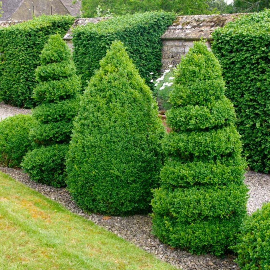 Buxus sempervirens самшит