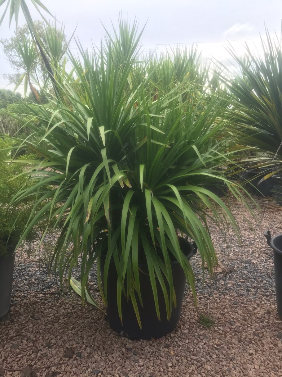 Dracaena Arborea