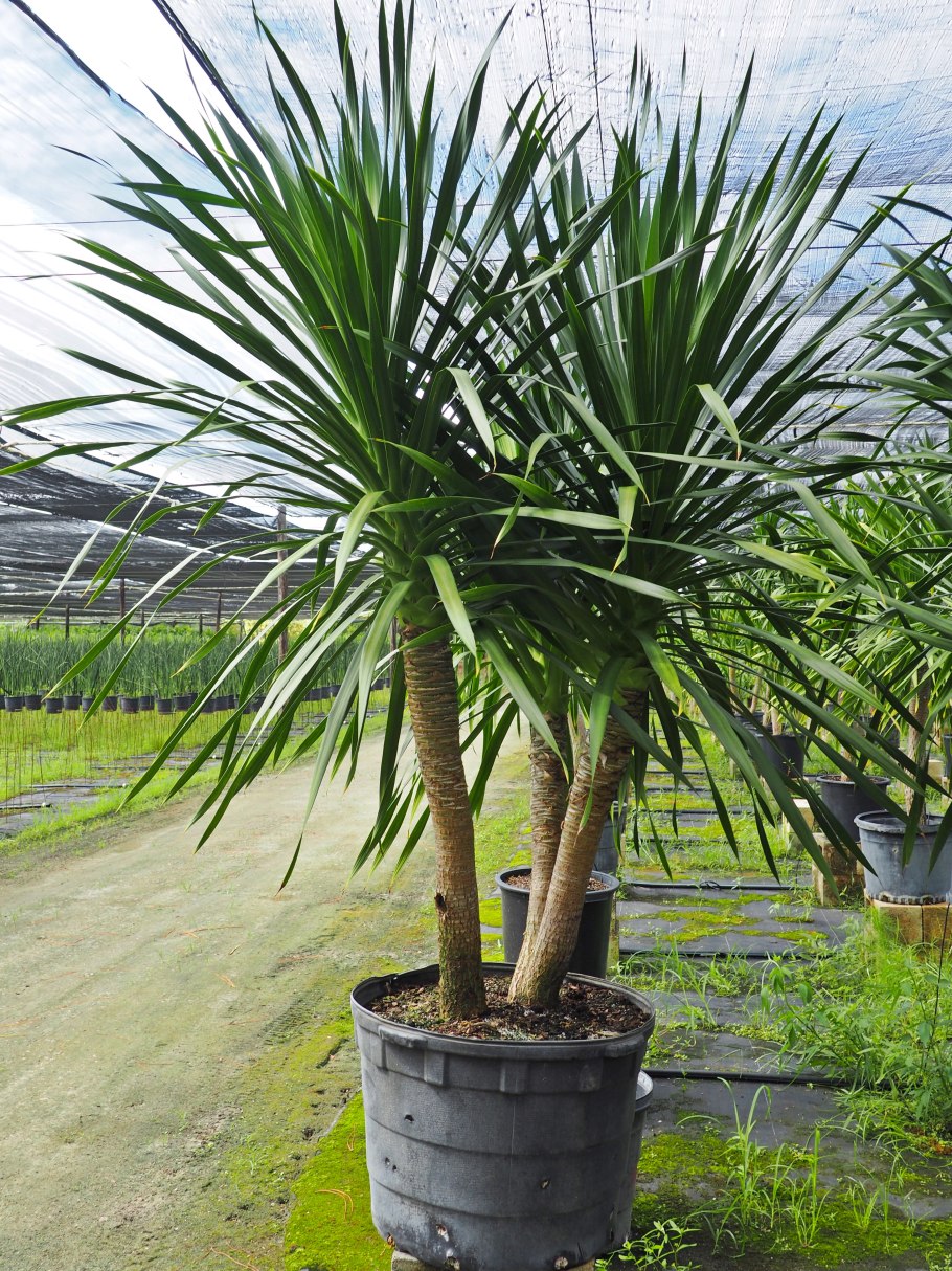 Dracaena cochinchinensis