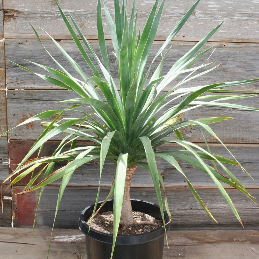 Dracaena Cambodiana