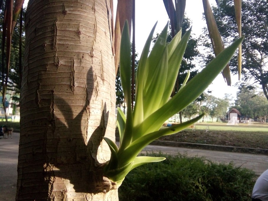 Драцена в Сосновом лесу