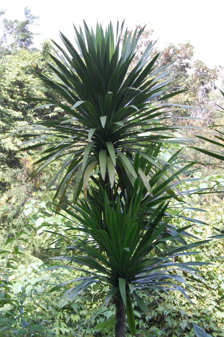 Драцена и индейцы