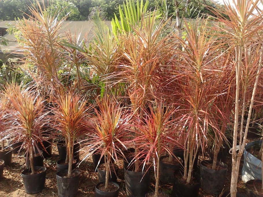 Драцена Сандера Dracaena sanderiana