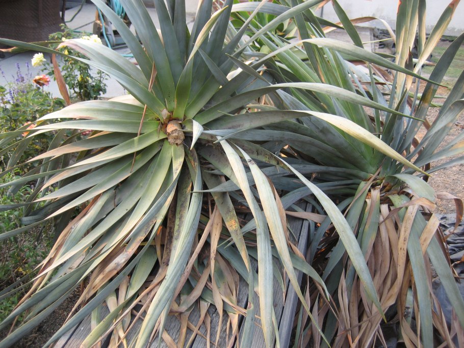 Драцена Маргината киви