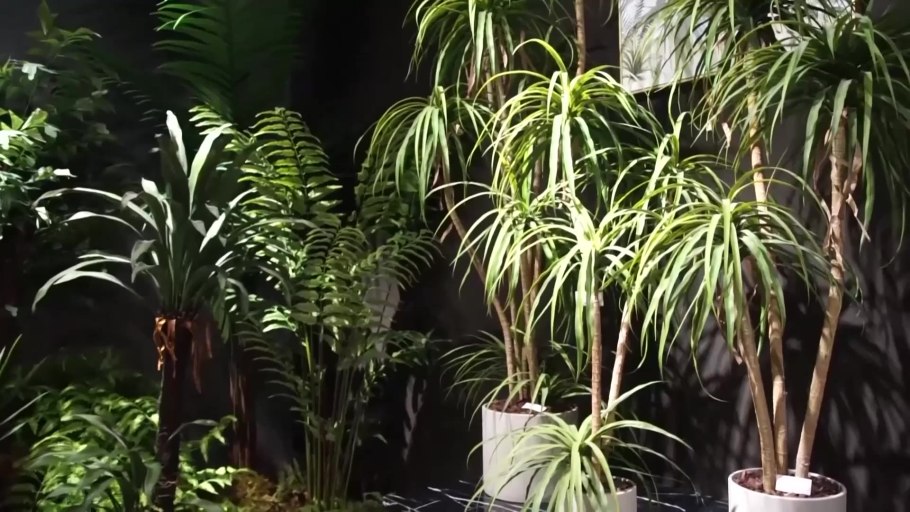 Драцена сорта