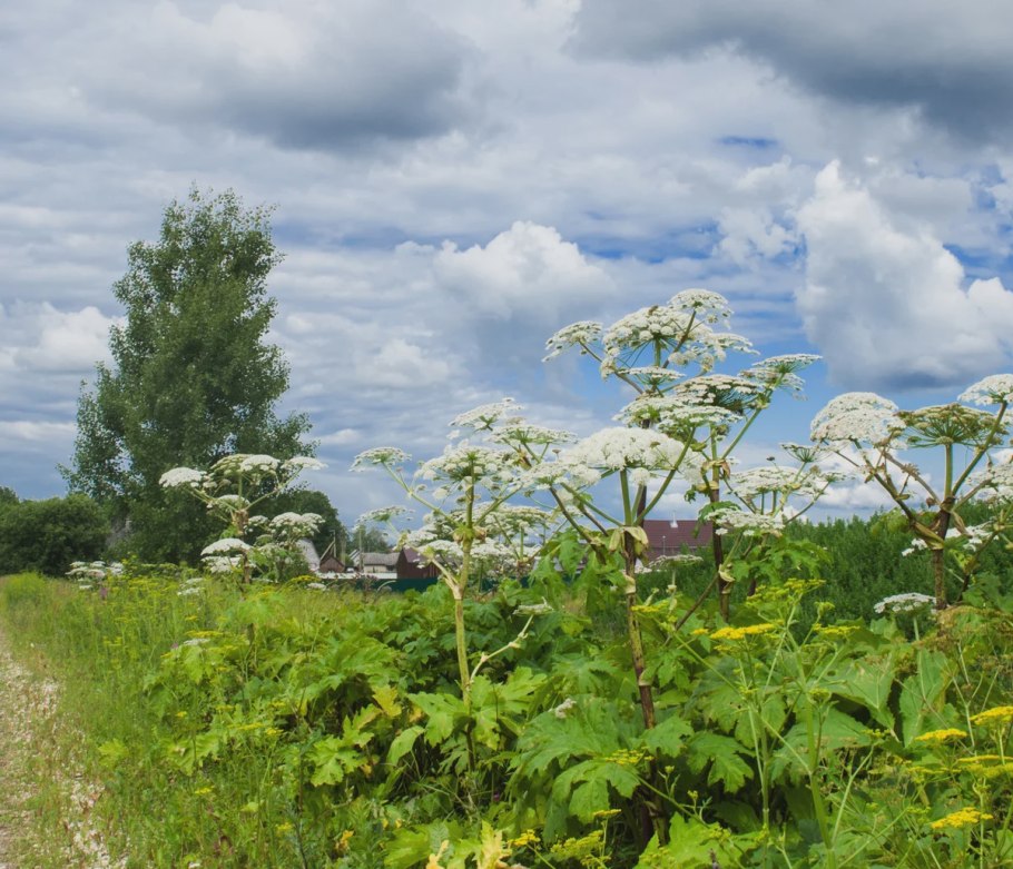 Борщевик Дальневосточный