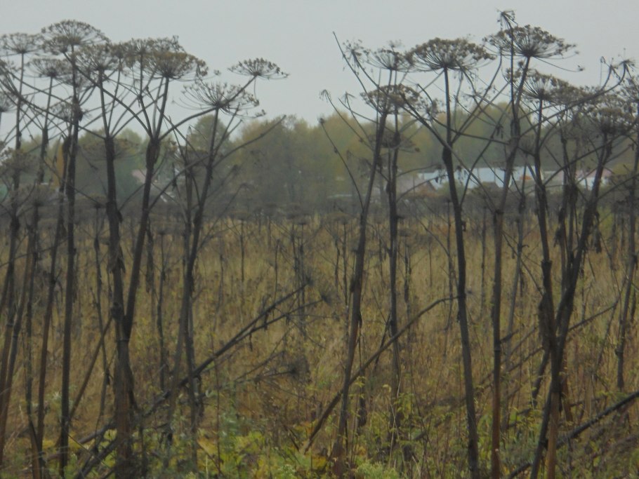 Борщевик мохнатый медвежья лапа