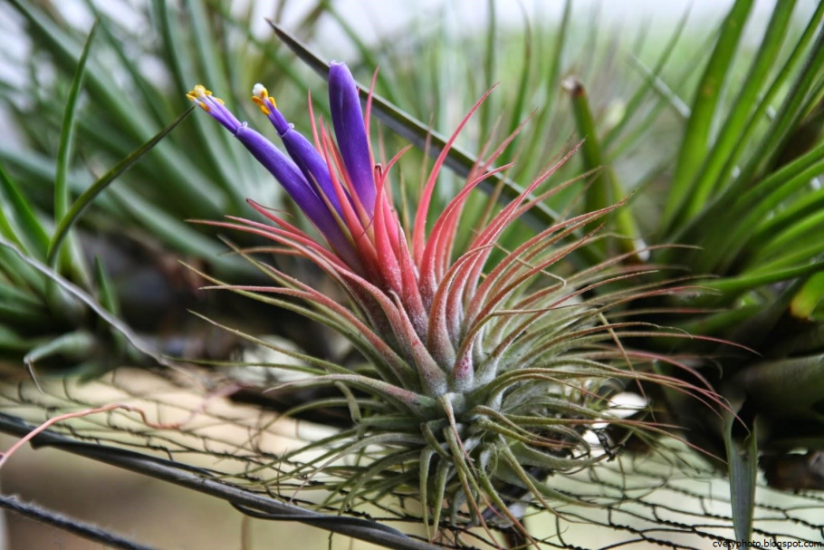 Тилландсия Стрикта (Tillandsia stricta)