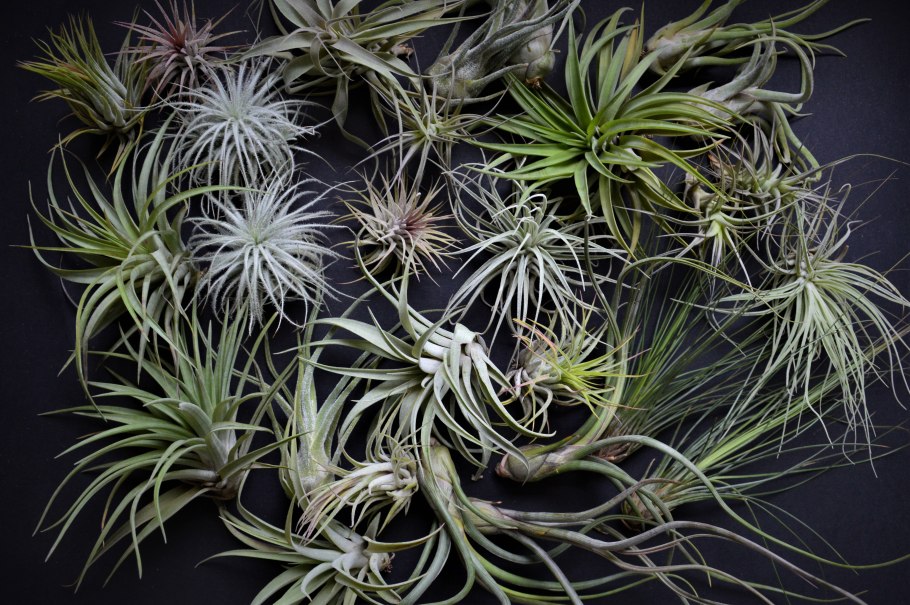 Tillandsia recurvifolia