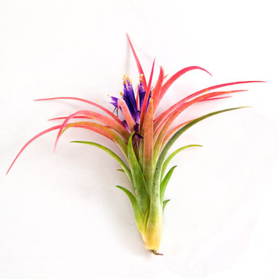 Тилландсия ситниковая