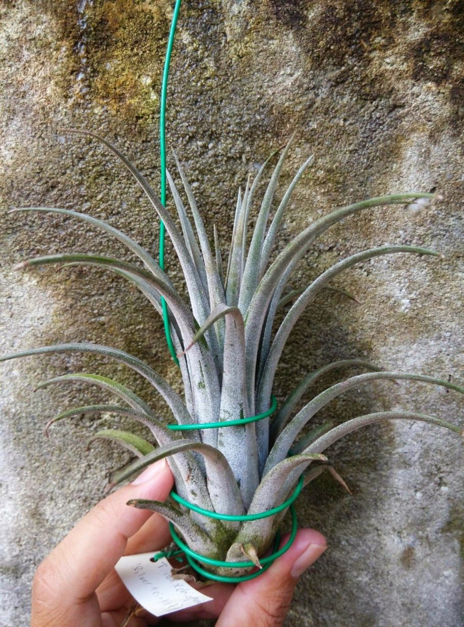 Tillandsia super Silver