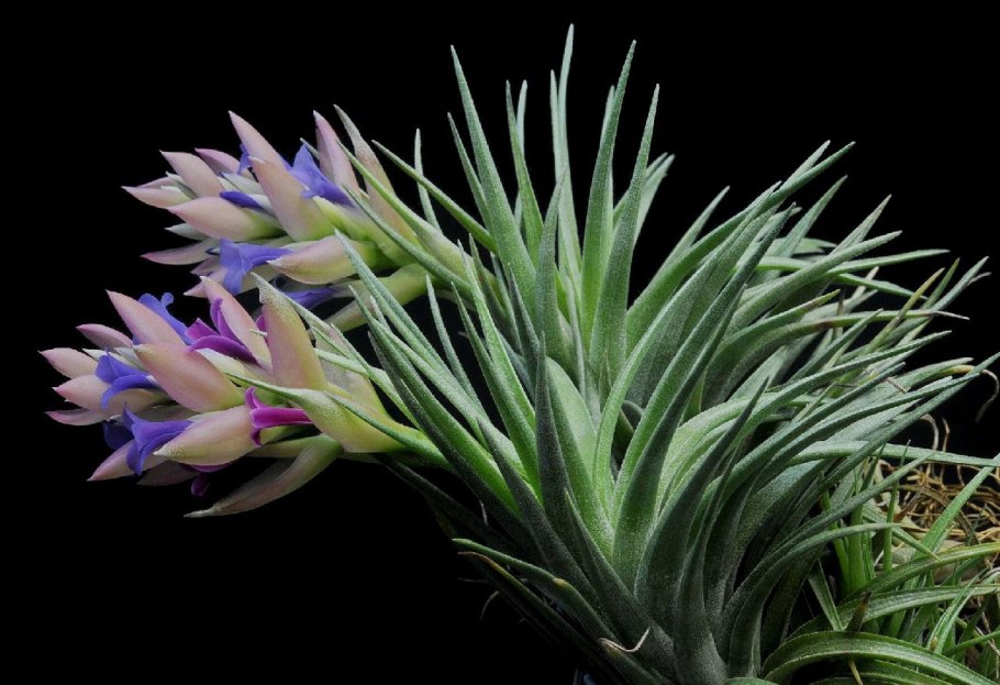 Тилландсия Альбида