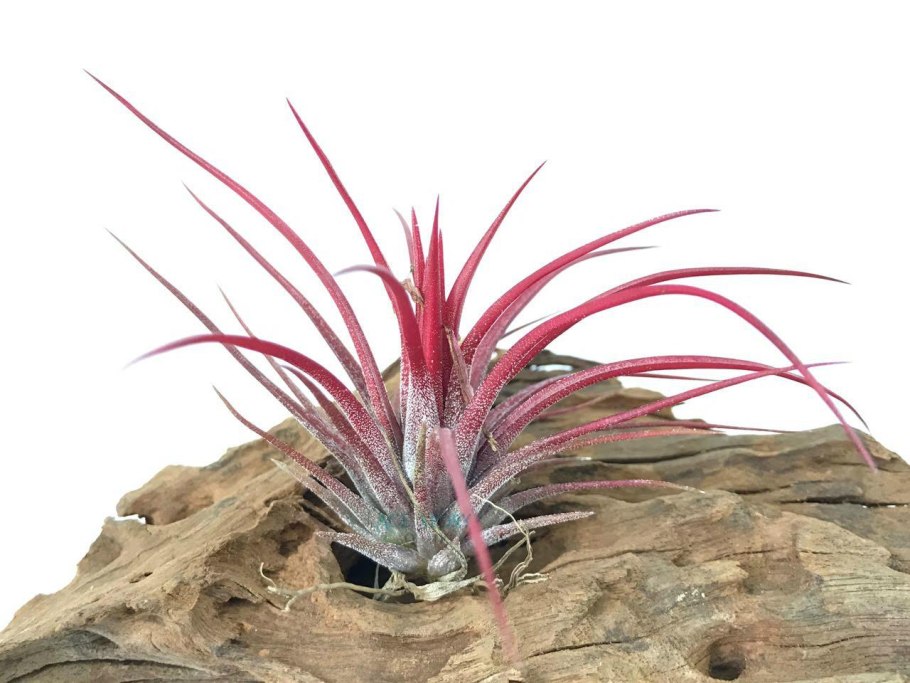 Бромелия тилландсия