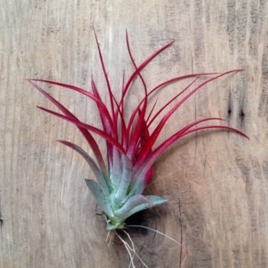 Тилландсия в природе