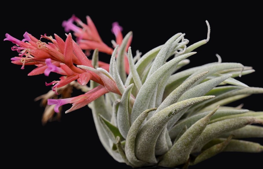 Тилландсия flabellata