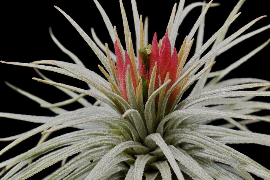 Tillandsia atroviridipetala