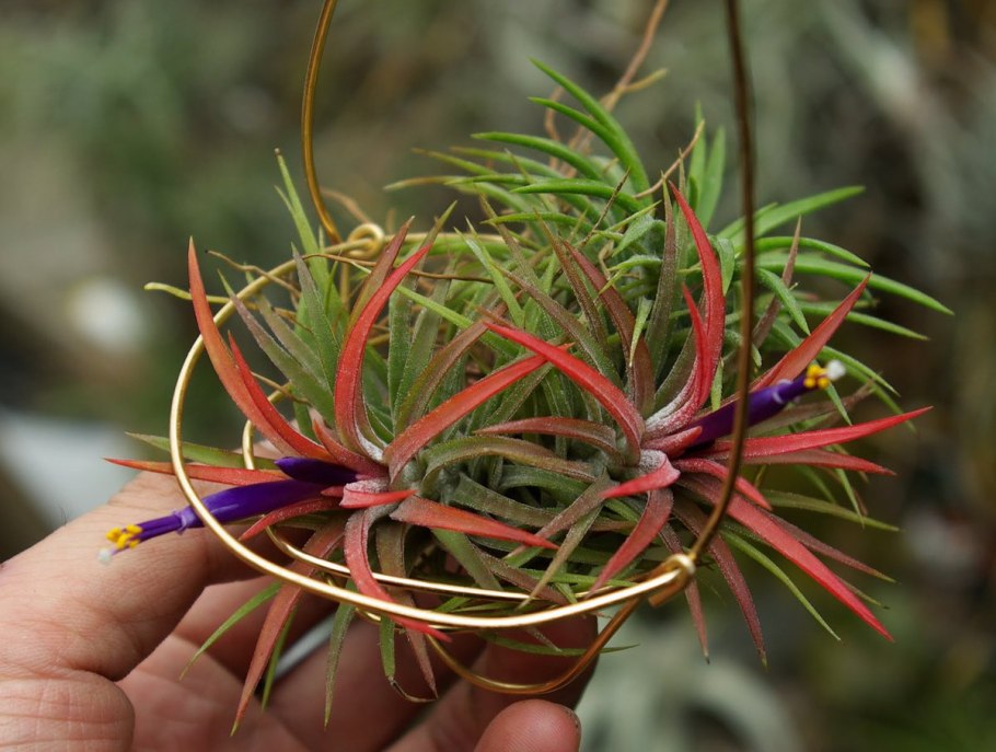 Тилландсия Деира